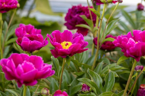 Comment les entreprises de vente de produits de jardinage peuvent-elles utiliser le marketing de contenu pour promouvoir le jardinage durable ?